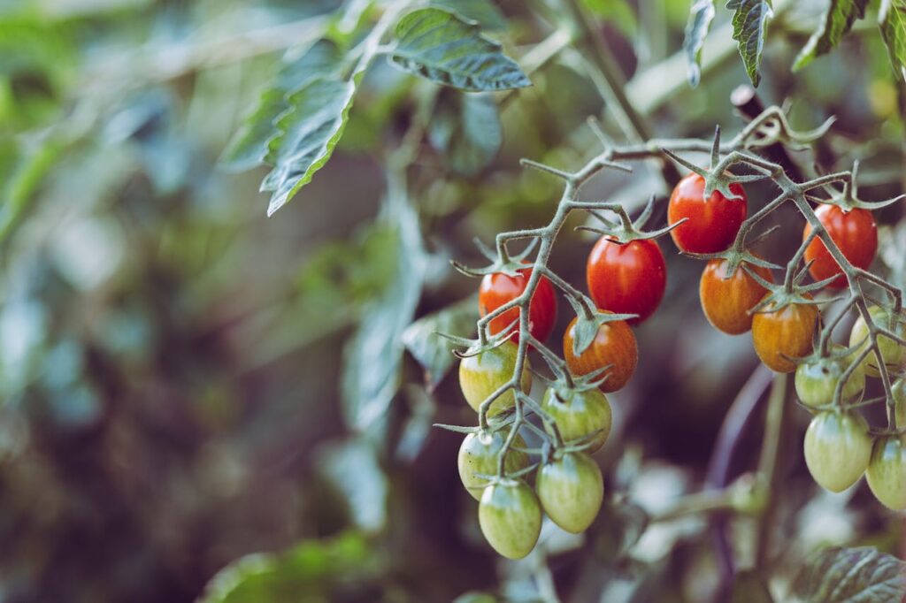 frische Tomaten wachsen im Gewächshaus Frische Kochzutaten im Gewächshaus anbauen – so gelingt's